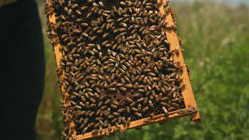 A group of insects are crawling on an object during spring