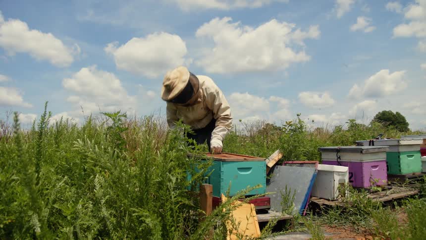 A beekeeper closes a lid on a hive as bees fly around