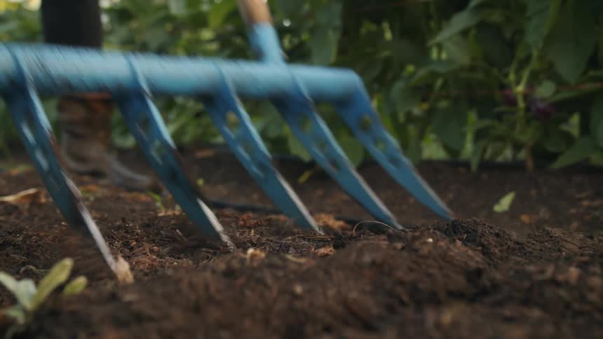 Person uses tool to loosen soil next to row of plants in garden