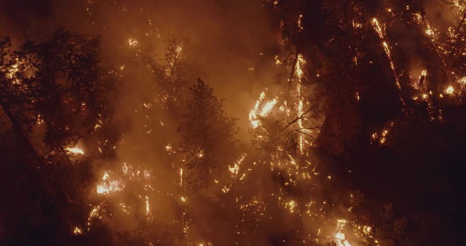 Smoke rises as fire and flames burn trees in a forest wildfire glowing in the darkness