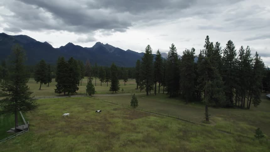 Horses move across pasture on opposite sides of copse of conifers from the house with mountains in the background