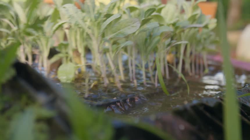 Farmer dips a tray with sprouts on a container filled with water on the farm at morning