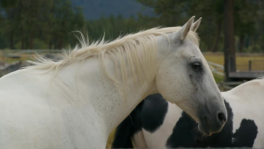 Horses standing behind barbed wire fencing in the countryside during the day