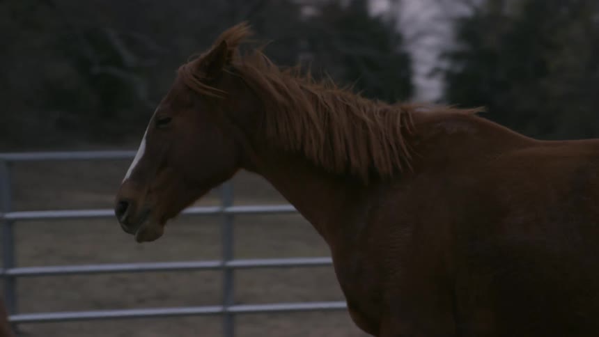 Horses galloping in a corral