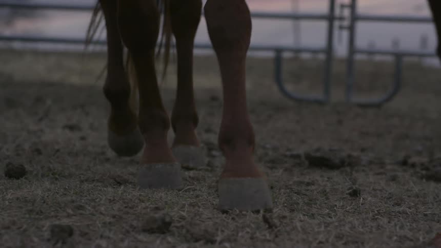 A horses hoofs walk in the dirt