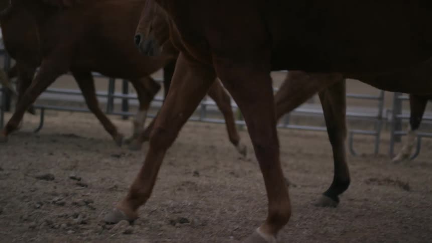 Horses On Farm