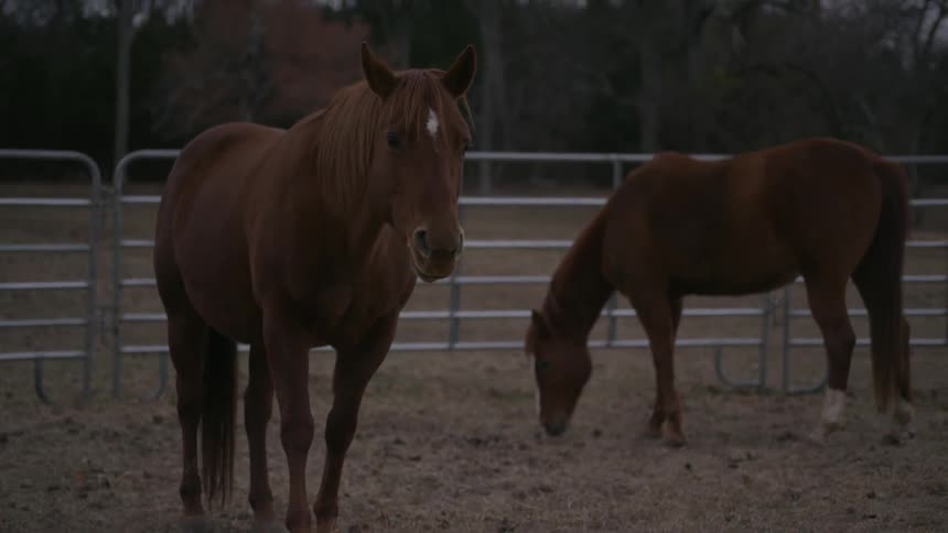 Horses grazing in an enclosure
