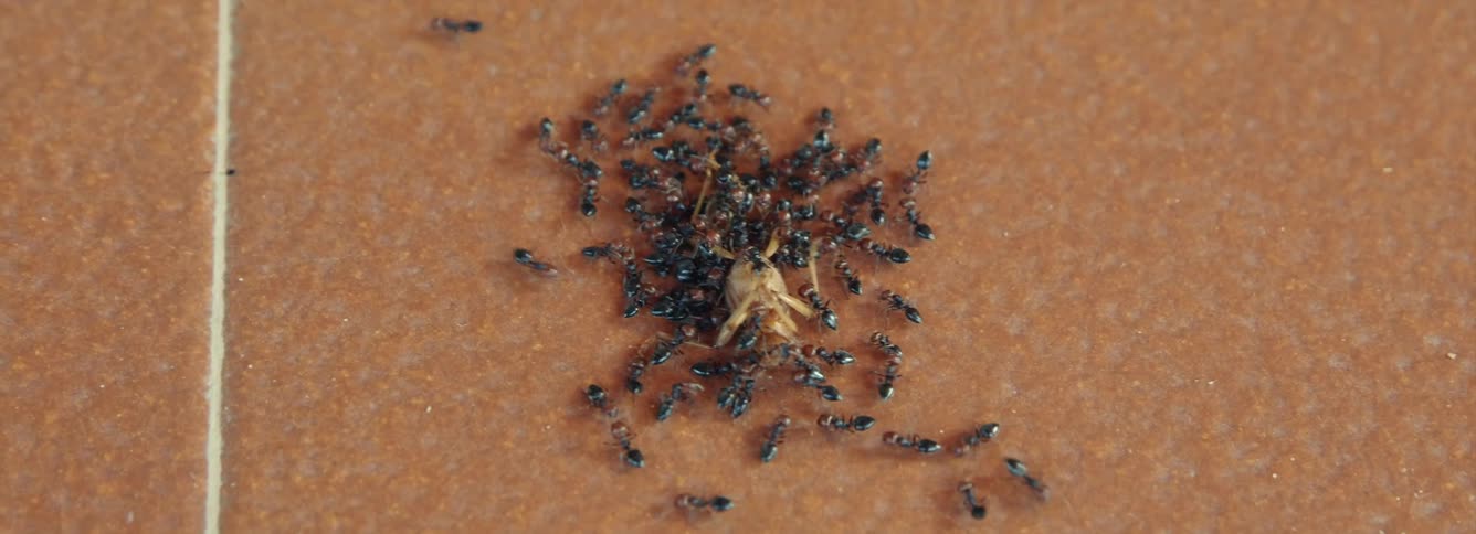 A swarm of ants eating a dead insect