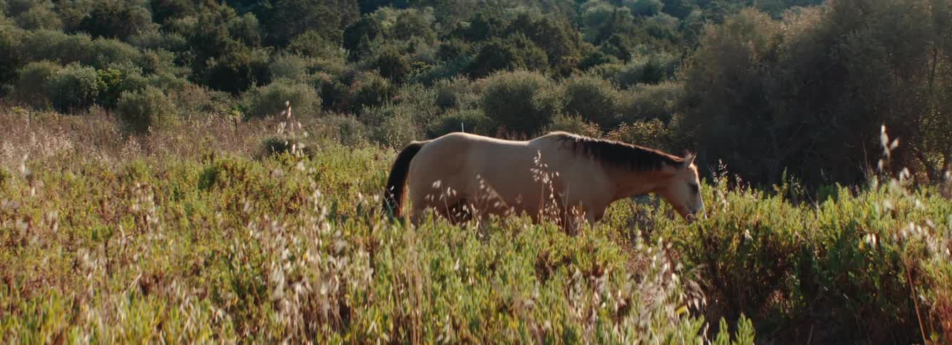 Brown horse grazes on grass and walks in the field with hill in the background, in the Meditereaan
