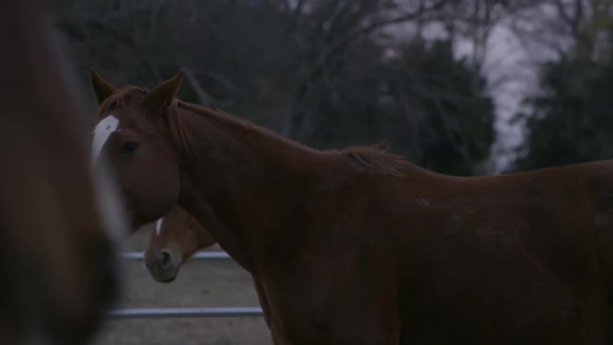 Horses stand by a fence together