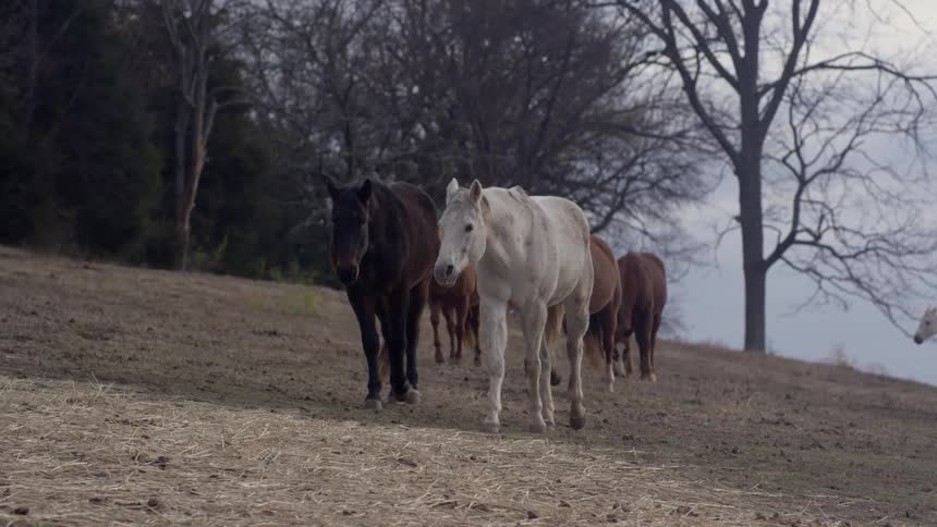 Horses walking along a hillside