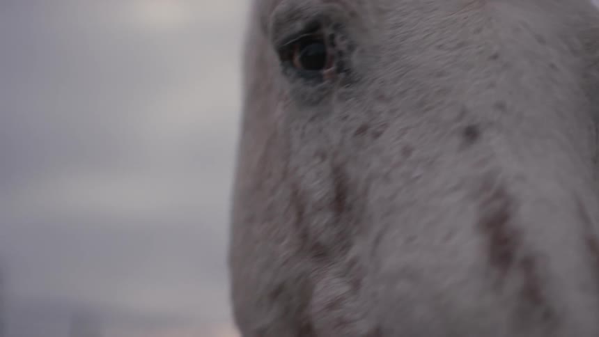 Horses On Farm