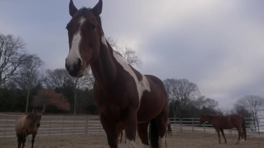 Horses stand in a paddock