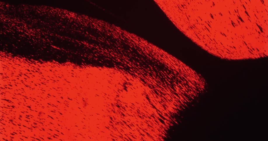 Black and red liquid paint mixing together