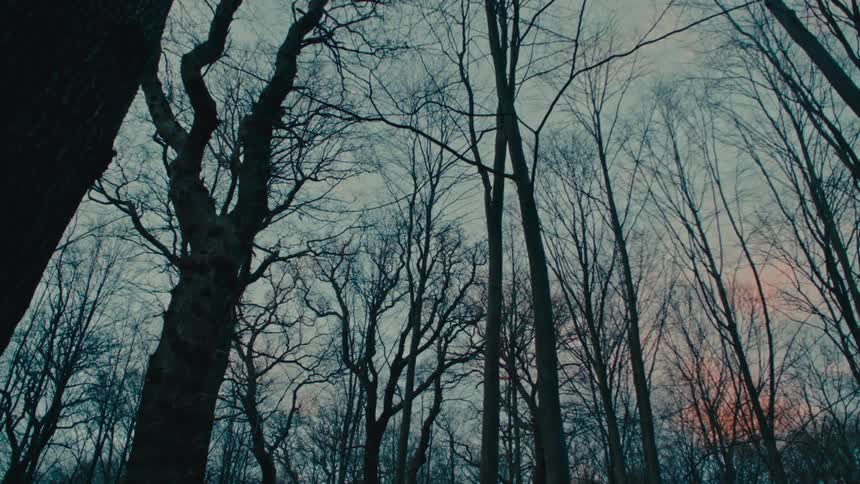 Silhouette of a forest of dead trees under a blue sky turning red at evening
