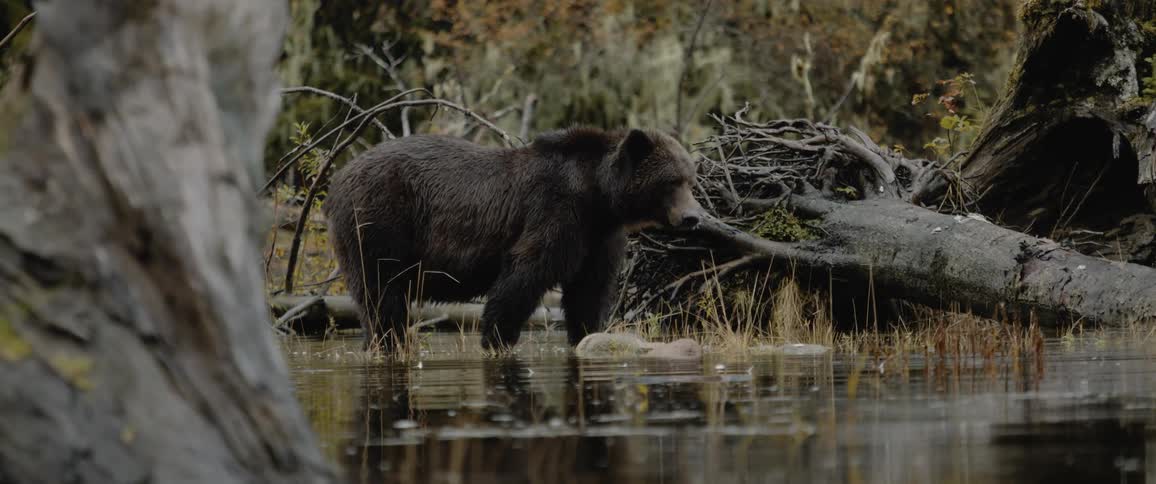 A bear walks in a river