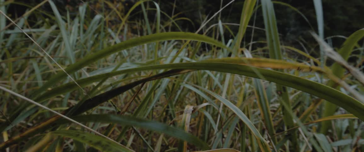 Blades of long grass springing back after being walked through