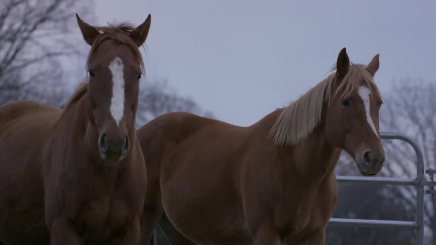 Two horses stand outside in a large enclosure