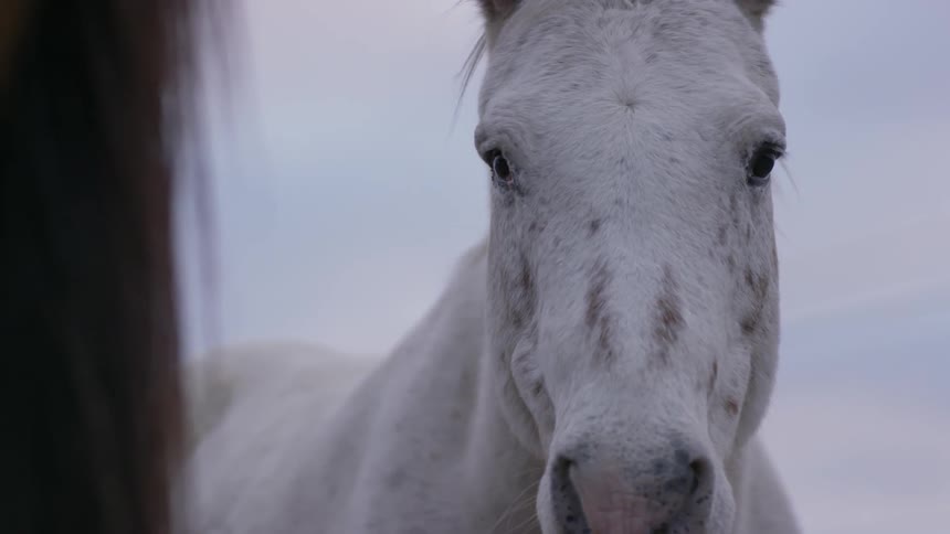 A white horse standing in a corral