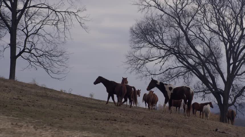 Horses On Farm