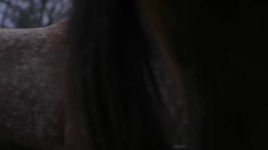 Horses walking around in a corral
