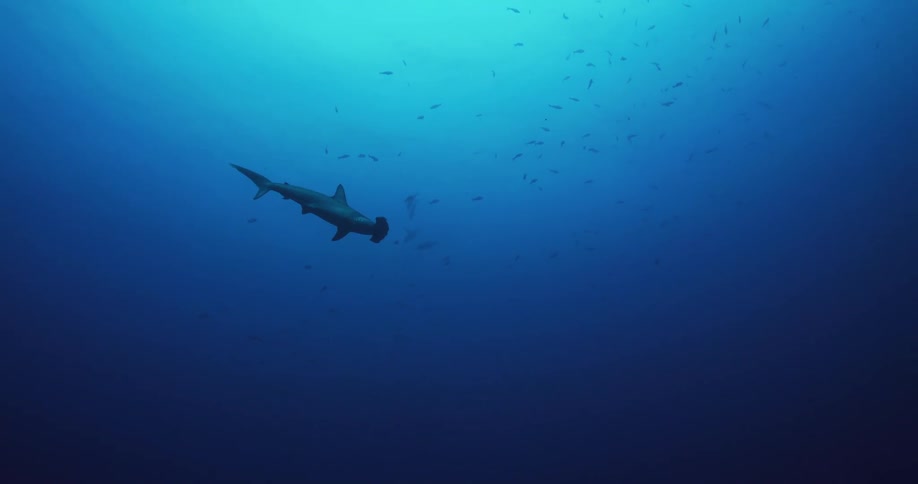 A hammerhead shark is swimming near a school of fish