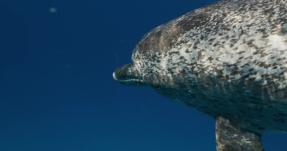 Speckled dolphin swims through blue water briefly surfacing