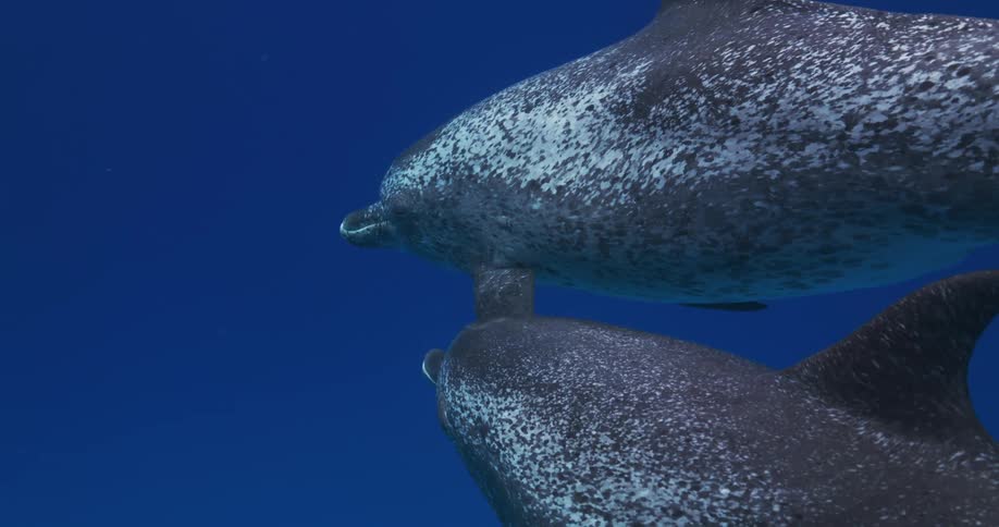 Two dolphins swimming side by side in ocean water