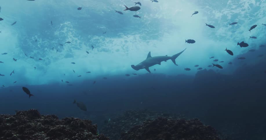 A Hammerhead Shark swims past dozens of fish swimming the opposite direction underwater