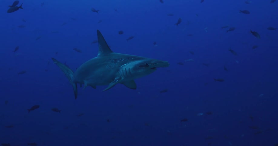 Hammerhead Shark swimming under water
