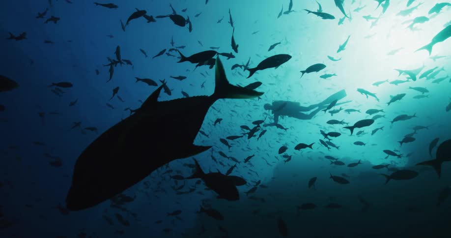 A scuba diver floats underwater in the center of fish swimming all around