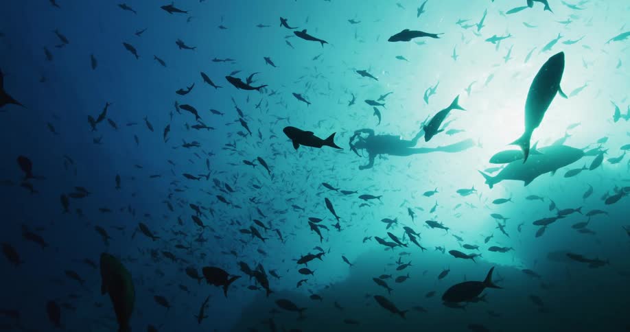 A diver under water with swimming fish