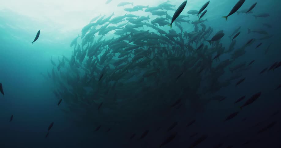 A school of fish swimming in blue ocean water