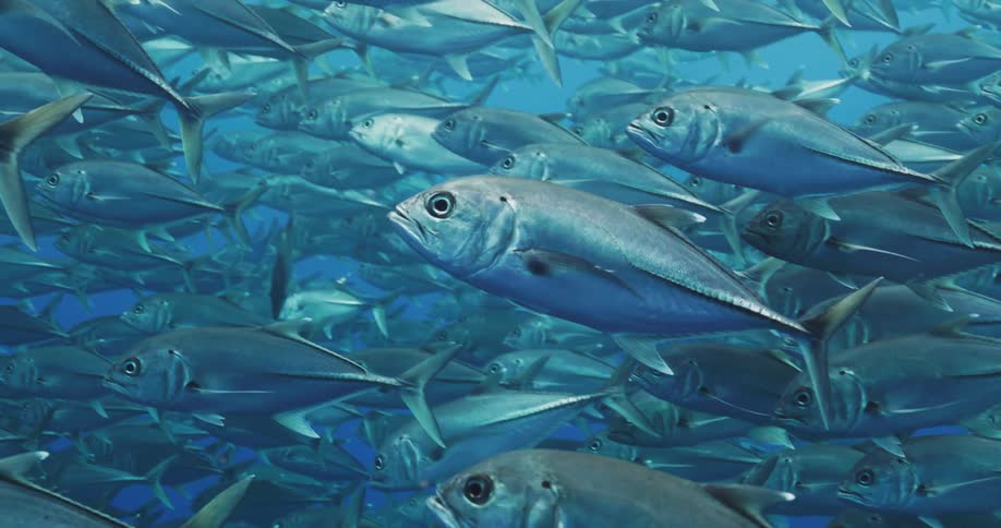 A school of fish uses fins and a tails for swimming