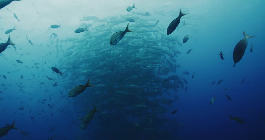 Underwater footage of a massive shoal of fishes swimming in the blue ocean waters