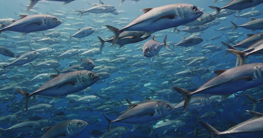Fish swimming under water