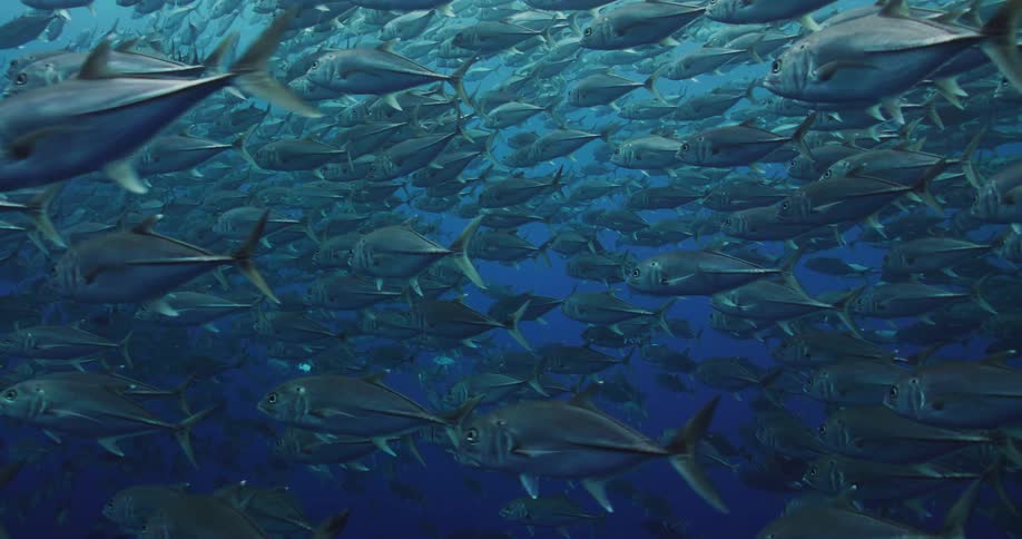 Hundreds of fish swim close together underwater