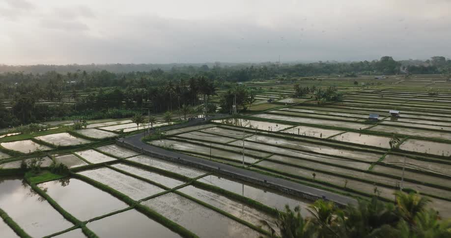 Aerial view of rice farming fields in the countryside at evening