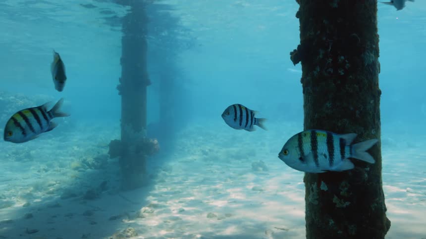 Shoal of colorful tropical fish swimming between the poles of a pier