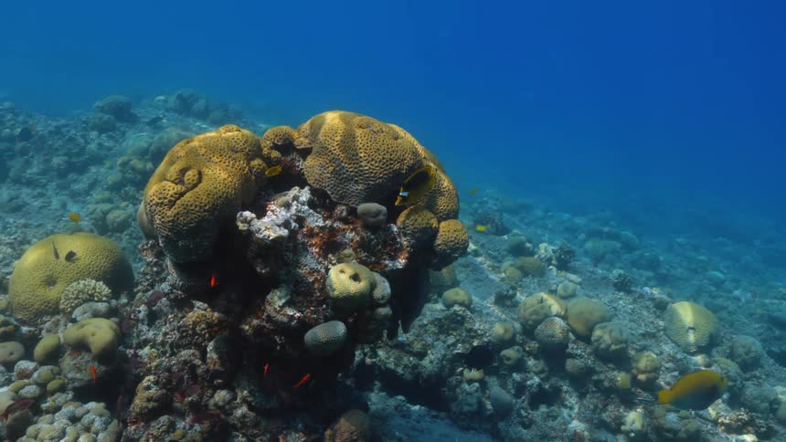 Underwater footage of small red tropical fish swimming over a coral reef