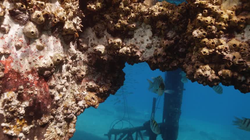 Fish are swimming by a coral reef in the ocean
