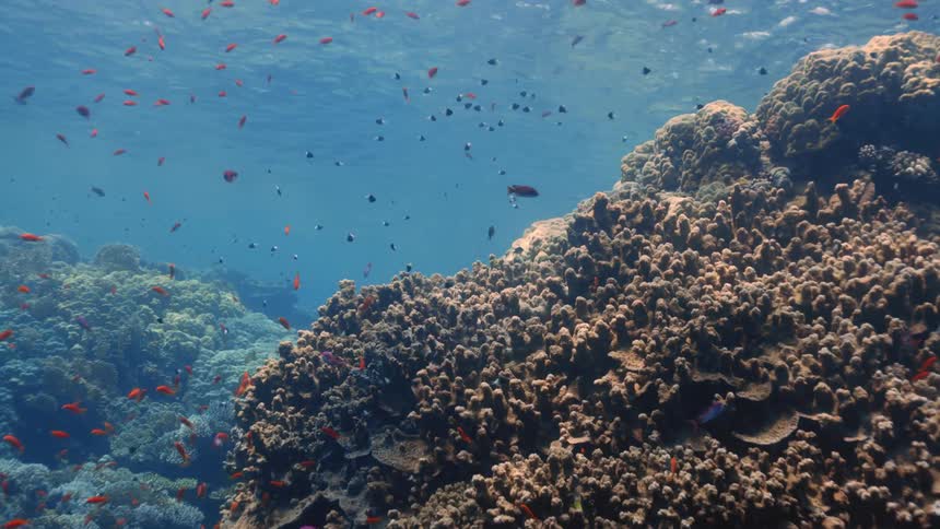 Fish swimming around a coral reef in the ocean