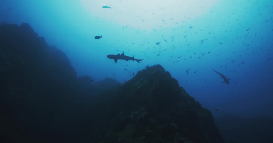 Fish are swimming under the ocean water