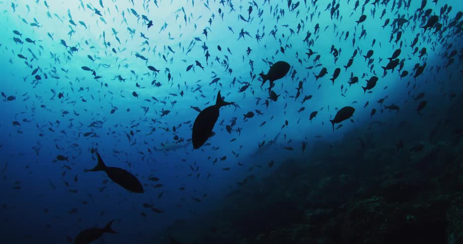 Underwater footage of a massive shoal of fishes swimming in the blue ocean waters