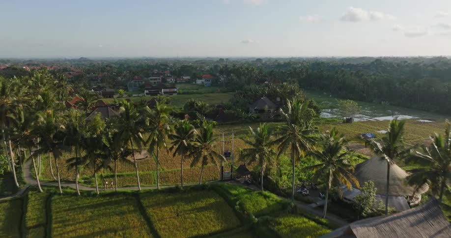Rice paddies separate houses in town bordering jungle
