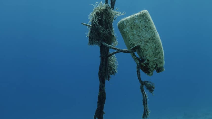 Algae floats attached to cable underwater