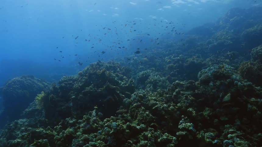 Fish are swimming in the ocean water