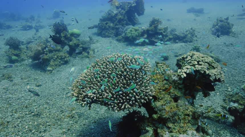 Fish swim around a coral formation on the sea floor