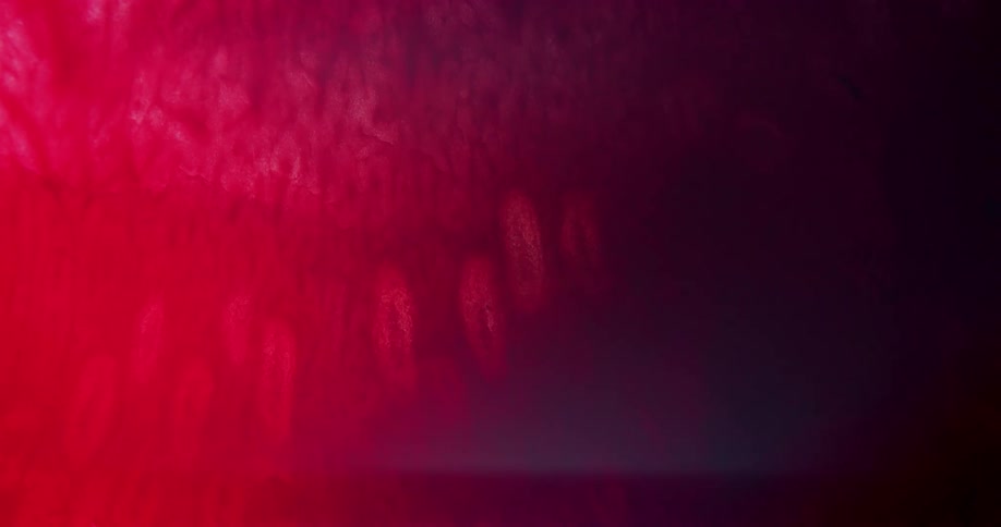 A flower petal white on the edges and deep red darkening as it gets to the center