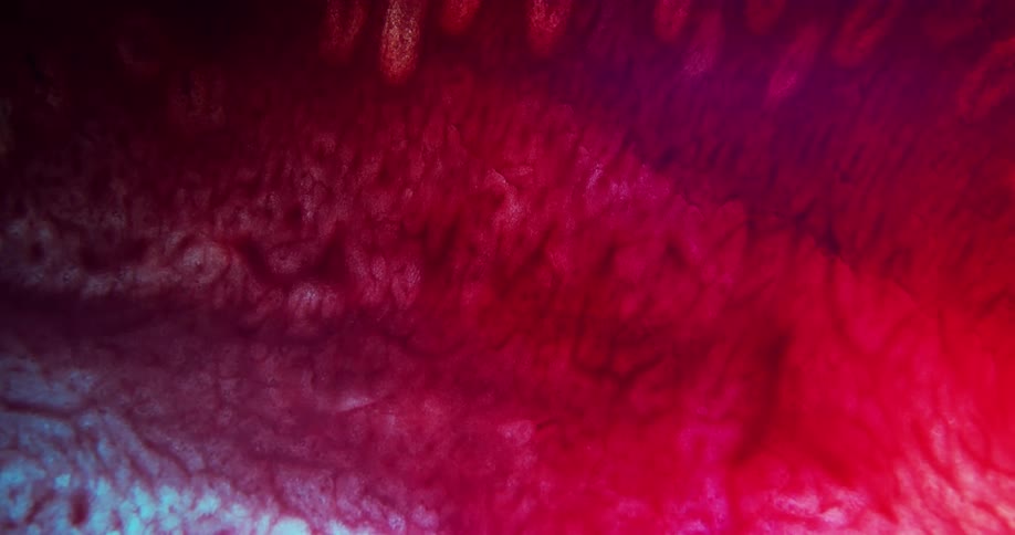 Twisting footage of blobs of red intense dark liquid ink floating